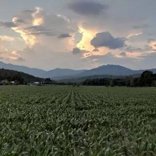 Cumulonimbus clouds